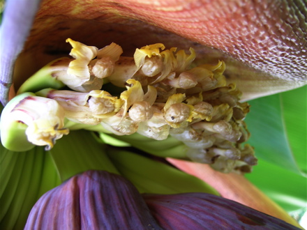 fleur